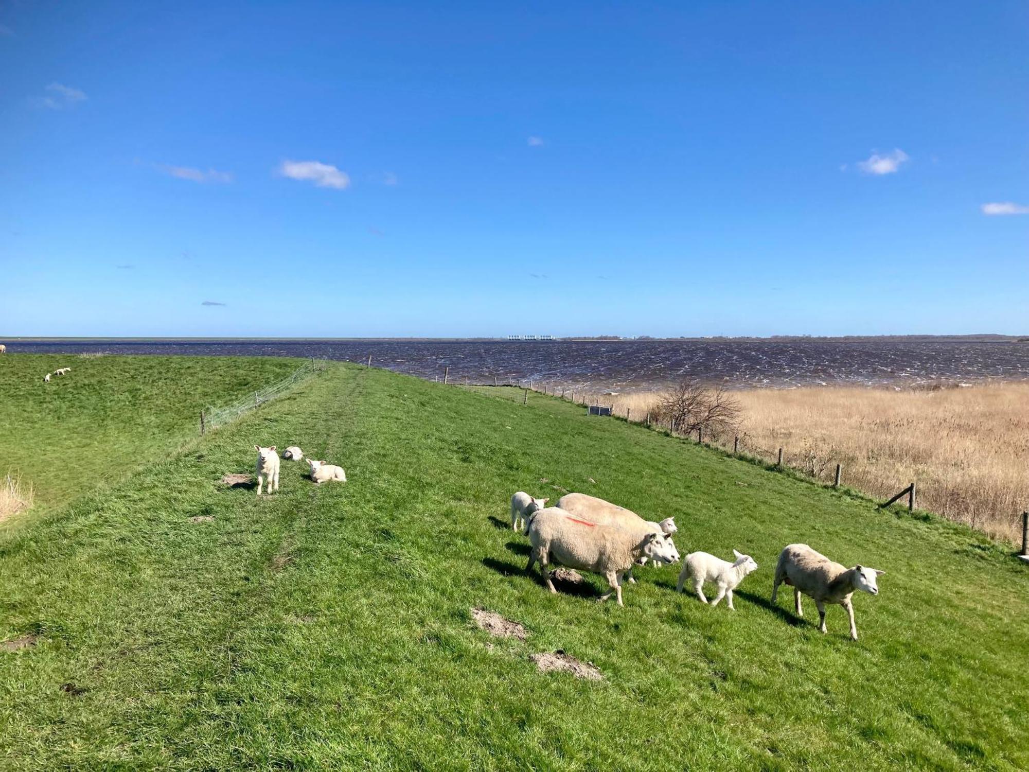 Haus Gaby Direkt Am Lauwersmeer Anjum ภายนอก รูปภาพ